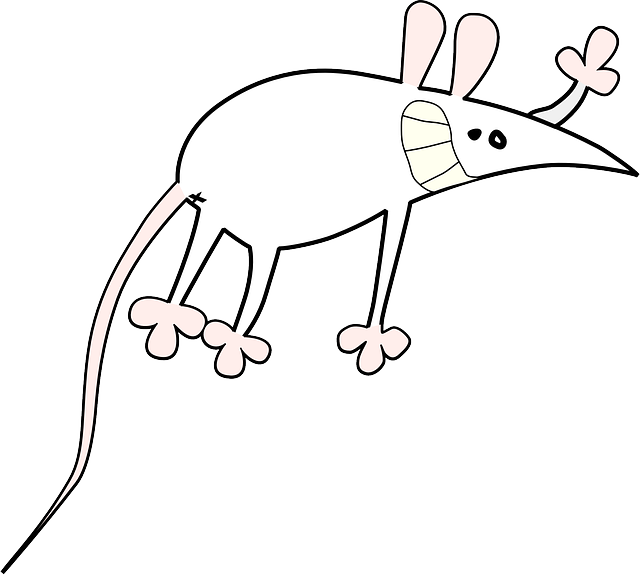 mouse-32559_640.png