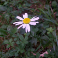 Flower in Lengyel