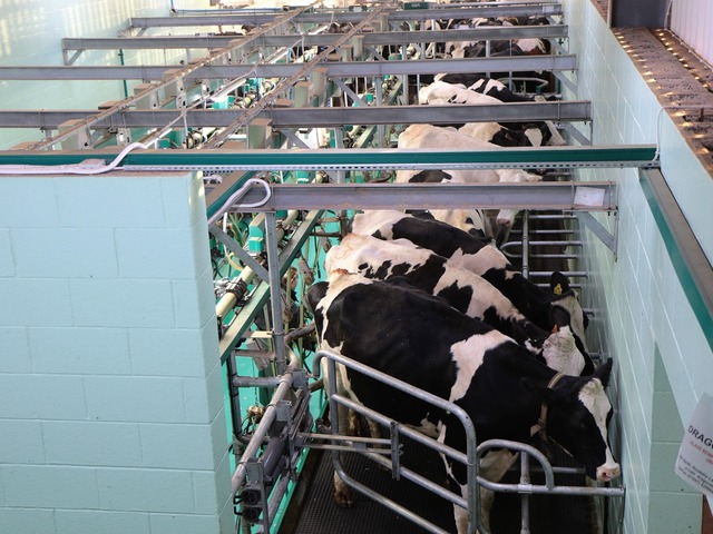 A vegán étrend lenne a fenntarthatóság kulcsa? - Hány liter víz kellett az ebédedhez?