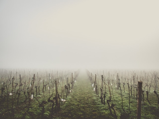Veszélyben a magyar bor? - A szőlőtermesztés jövője a klímaváltozás tükrében