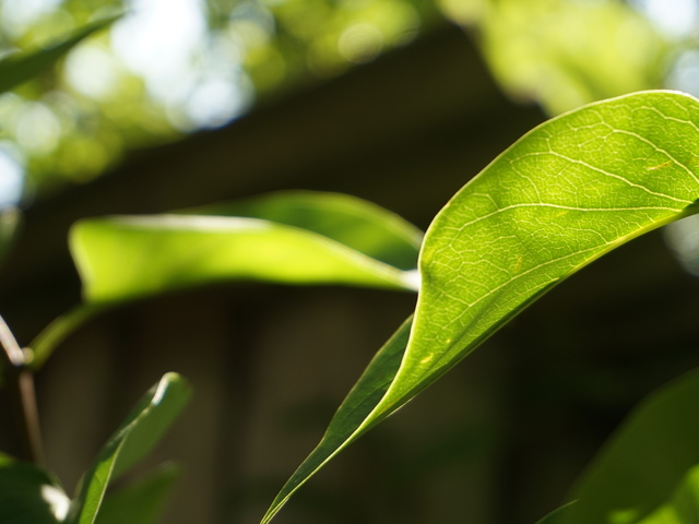 „Egyetlen szó, mégis benne van a világ” – Lefordíthatatlan szavak, melyek egy teljes érzést írnak le