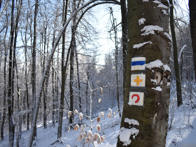 Oroszlán-szikla, budai csúcsok és Iluska körút - Téli túralehetőségek Budapest környékén