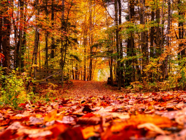 Mozdulj ki az őszi szünetben! – Programajánló a pihenés idejére
