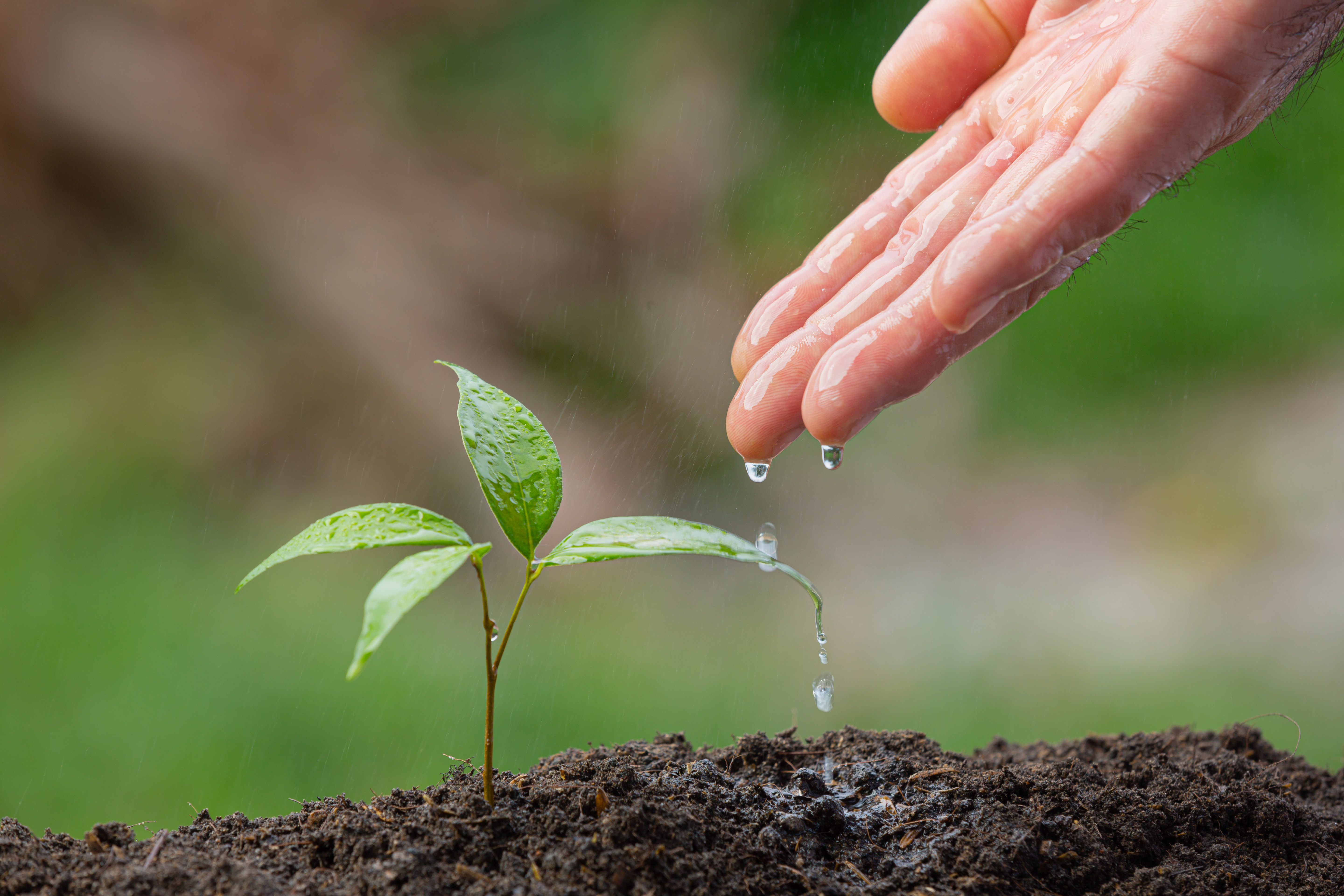 close-up-picture-hand-watering-sapling-plant.jpg