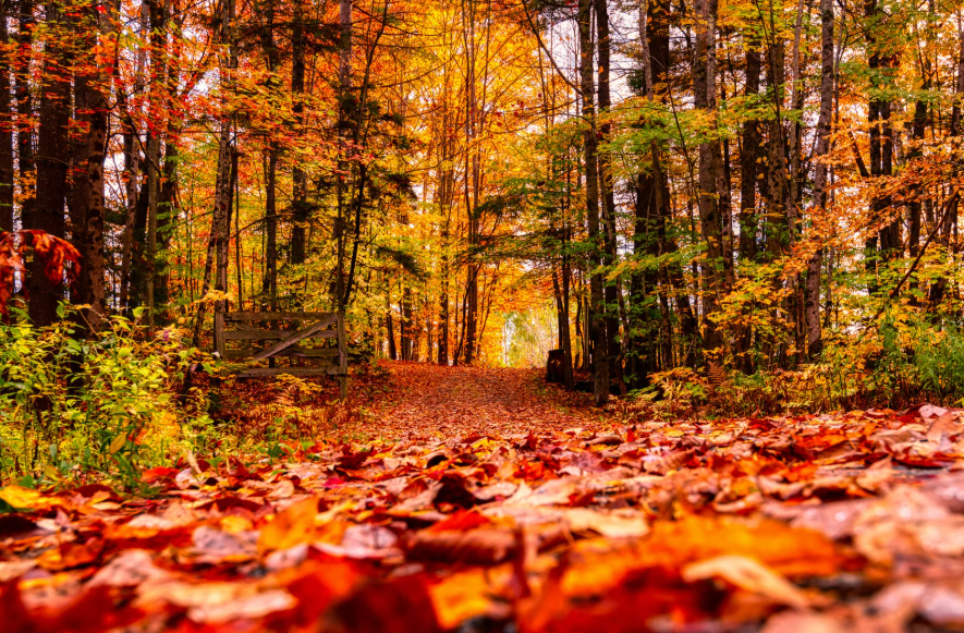 Mozdulj ki az őszi szünetben! – Programajánló a pihenés idejére