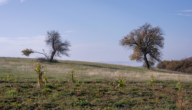 A Dán Menet