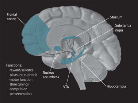 dopamine_pathways.png