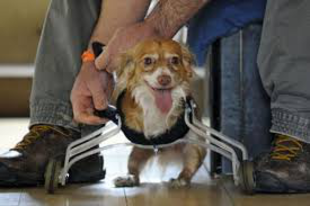 Invention: pattes pour un chien handicapé