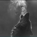Coyote blog