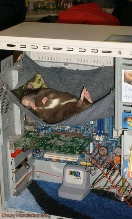 a-cute-computer-rat-condo.jpg