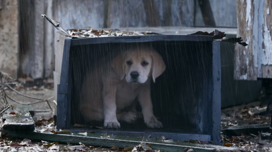 A Budweiser idén is egy kölyök labradorral támad a Super Bowl-on