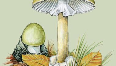 Azok a csodálatos gombák - a gyilkos galóca