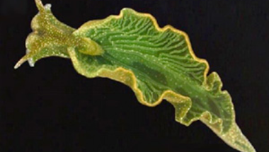 Önök kérték - Fotoszintetizáló csigák