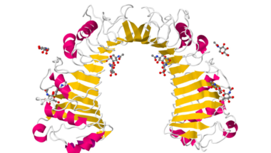 A CD14 és az immunoglobulin