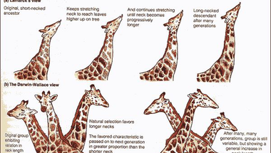 Miért hosszú a zsiráf nyaka?