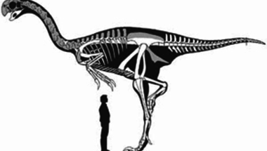 <i>Gigantoraptor erlianensis</i>