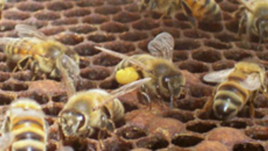Méhek