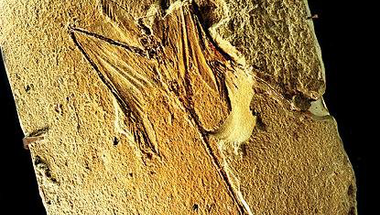 <i>Sharovipteryx</i>