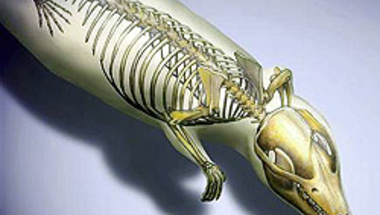 <i>Yanoconodon</i>