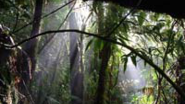 Az esőerdő titkos lakói