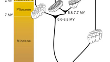 Minimumegymamut - 2.