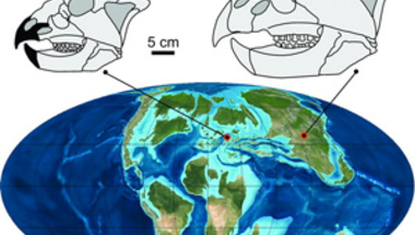 <i>Ajkaceratops kozmai</i>