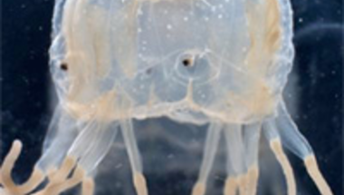 A medúza szeme