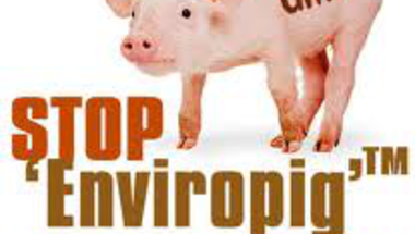 Mire jó a GMO? 6. - Az Enviropig