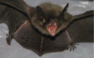 myotis_davidii.jpg