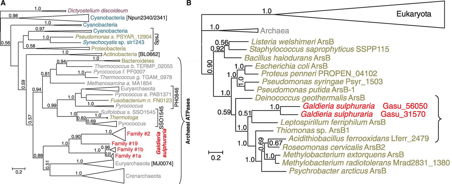 HGT_phylogeny.jpg