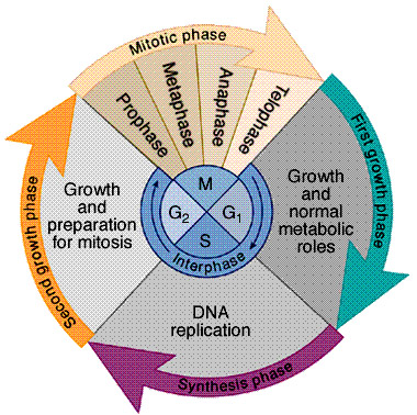 cell_cycle.jpg