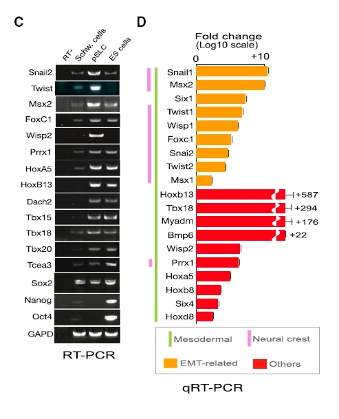 lepra5.jpg