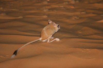 lesser_jerboa.jpg