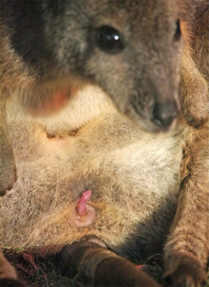 wallaby_birth.png