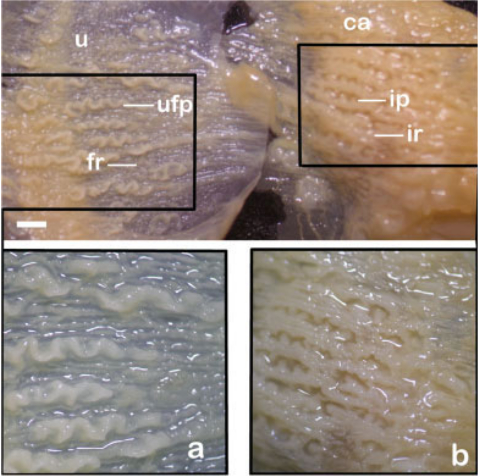 szkinkplacenta05.jpg