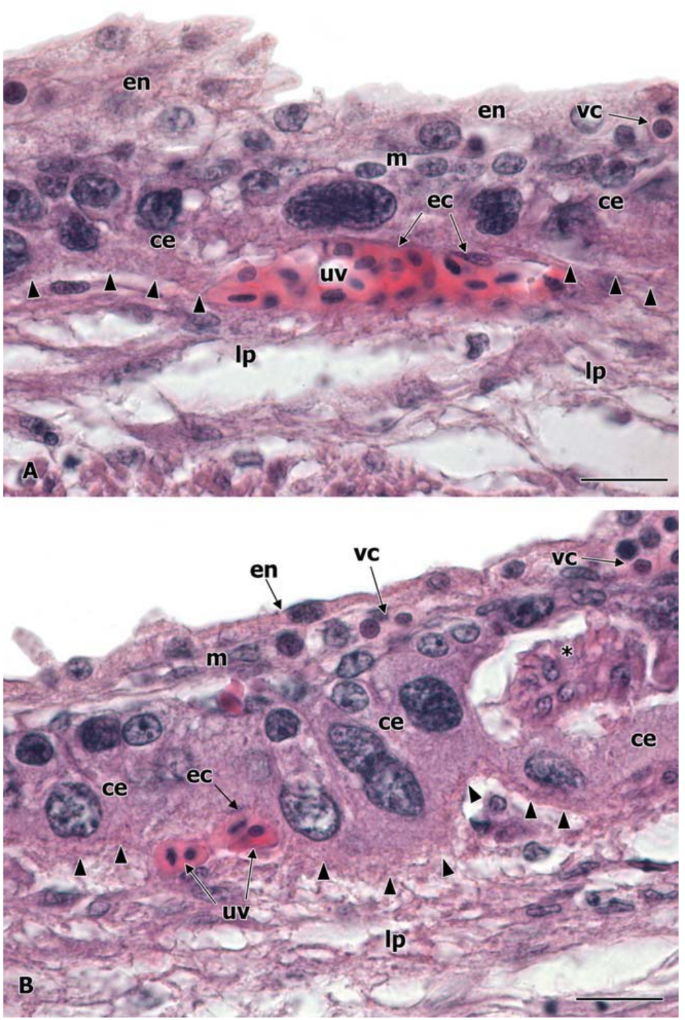 szkinkplacenta06.jpg