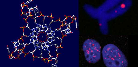 4-dna.jpg