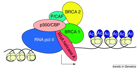 brca1TR.jpg