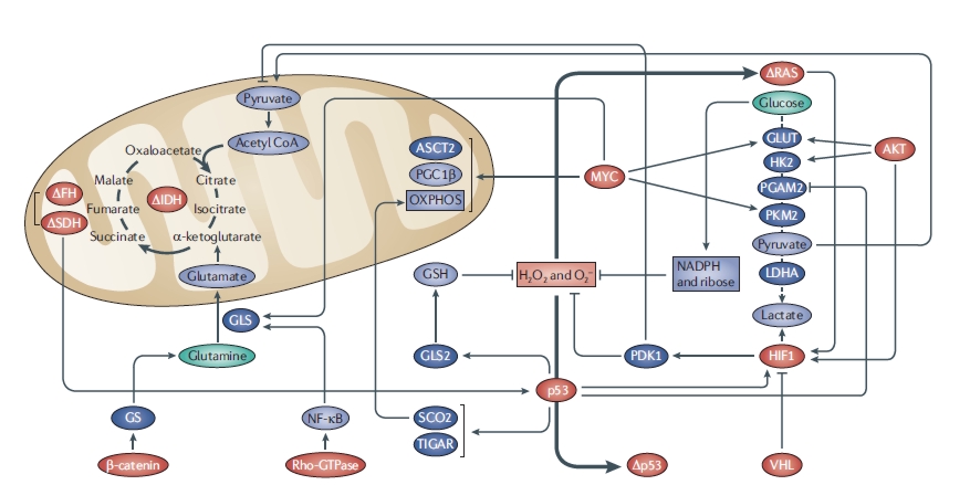 oncogens_TS_glicolysis.jpg