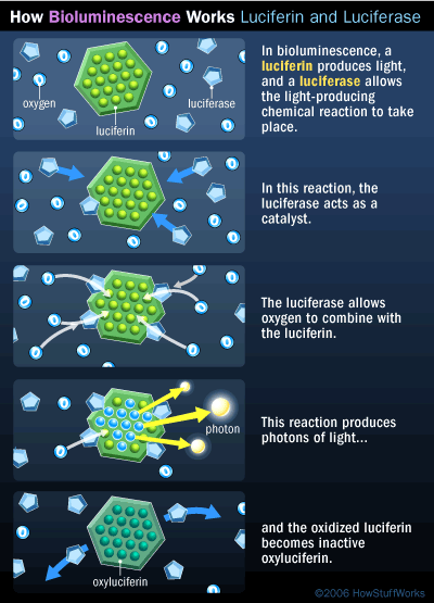 bioluminescence-luciferin.gif