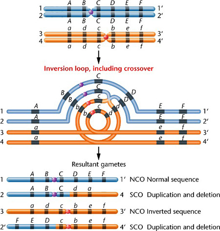 inversion-pericentric.jpg