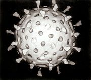 rotavirus00.jpg