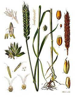 260px-Triticum_aestivum_-_Köhler–s_Medizinal-Pflanzen-274.jpg