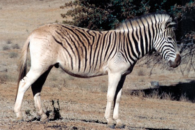 Quagga1.jpg