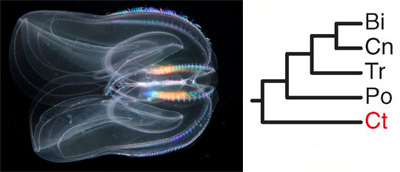 ctenophore_phlogeny.jpg