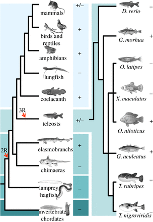 phylogeny_gastric_glands.gif