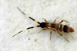 Orchesella_cincta.jpg