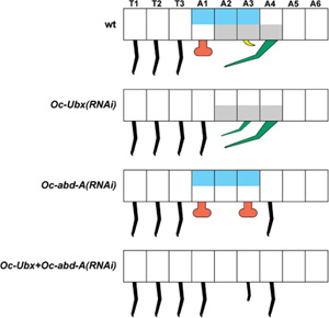 collembola_hox_model.jpg