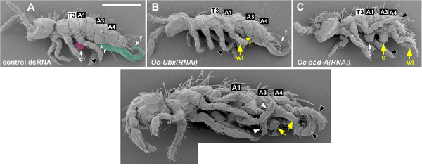 collembola_hox_rnai.jpg