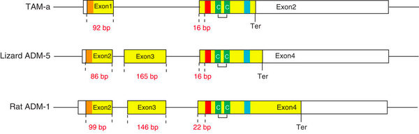 TAM-ADM-gene_structure.jpg